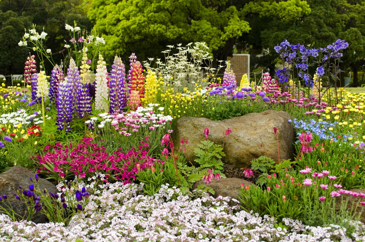 Сад та город: кімнатні квіти на дачі