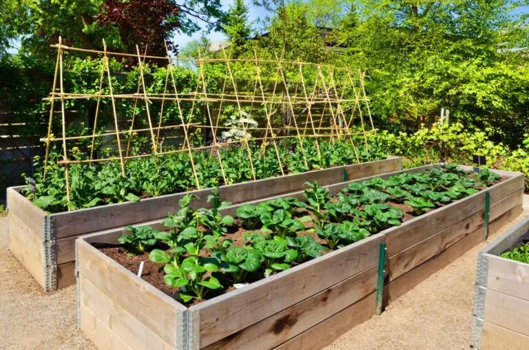 vegetable bed
