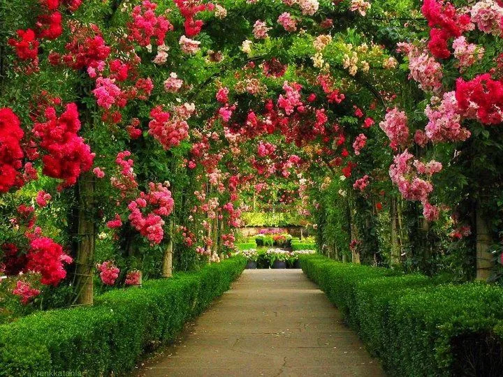 Having a beautiful garden beautiful garden